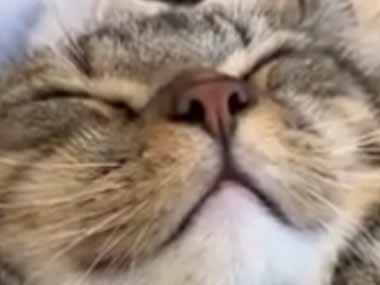 へそ天で眠るネコは可愛い。モフモフみっちり♪ → ３匹だとこんな様子です…