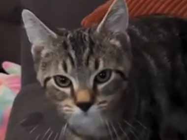 うちのネコは同居犬のことが大好き。甘えながらスリスリ♪ → いつもこんな様子です…