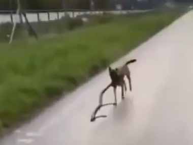 イヌが長い木の枝を咥えて走ってきた。よっとっとっ♪ → 後ろ足はこうなっちゃう…