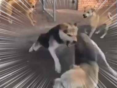 １匹のイヌが他の犬を威嚇していた。そのへんにしときな → ボスがやってきた…