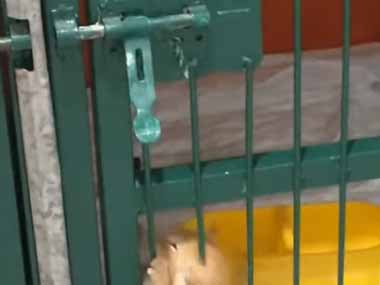 隔離中の子ネコがケージの中にいた。こうして、こうにゃ！ → 子猫、脱走です…