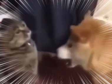 ネコと犬がじゃれていた。必殺の溜めパンチ！ → 猫はこうする…