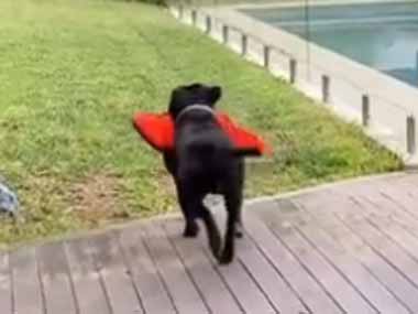 うちの犬はプールの時間になった。これを装着してからね♪ → ちゃんと自分でライフジャケットを持ってきます…