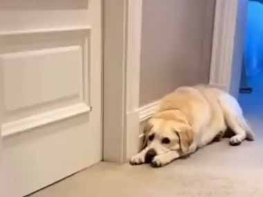 うちには子イヌと成犬がいる。この子の電池はいつ切れるんですか？ → 子犬はずっとこの動きです…