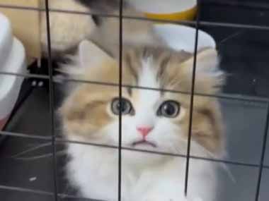 子猫がケージの中にいた。ここから出せぇ～！ むぎゅッ♪ → 顔がこうなっちゃう…
