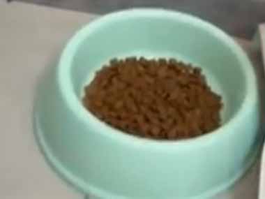 子犬のゴハンを用意した。届かないよぉ！ → 子犬、勘違いです…