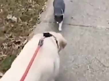 ネコが正面から歩いてきた。散歩中の犬と挨拶をする。ちょっと考えた → 予定を変更したようです…