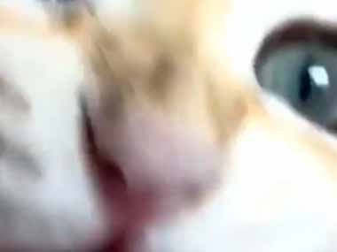 その鳴き声すべてのネコ好きをなぎ倒す！ → 凶悪なニャジラはこちらです…
