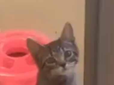 ネコの保護施設にやってきた。ボクをここから連れ出して！ → １匹の子猫はこのアピールです…