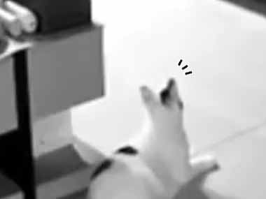 ネコたちは何か違和感を感じたようだ。飼い主はまだ気づいていない → リビングで危機一髪です…