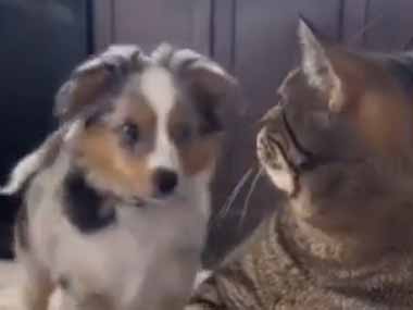 ネコの隣に子犬がやってきた。ねぇねぇ、チュ♪ → 猫はこんな顔になった…