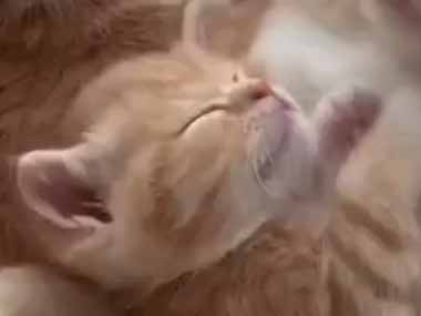 子ネコが静かに眠っていた。何を話しているのかな？ → ２匹の猫の会話はこちらです…