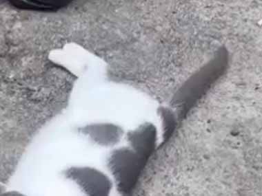 ネコが地面でくつろいでいた。シラノ・ド・ベルジュラック → 猫の鼻はこんな感じ…