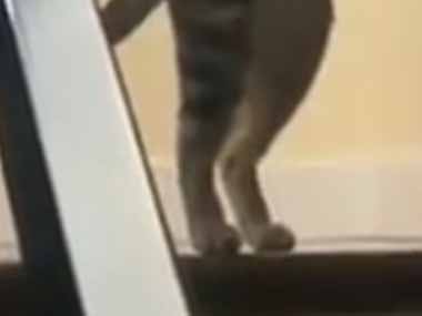 ネコ飼いがソファを２階に運んでいた。もうちょっとこっちにゃ！ → 猫も一緒に手伝ってくれました…