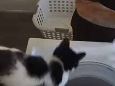 ネコ飼いが洗濯をしていた。洗濯機から服を取り出す → すると猫はこうなります…