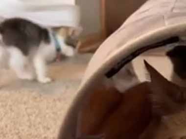 ２匹の子ネコが我が家にやってきた。３日前までは静かだったのに → 先住猫はこんな様子です…