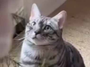 うちの猫がオーナメントを気にしていた。飾る場所を変えても取ってしまう。なんで？ → それは兄弟に似ているからでした…