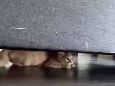 うちの猫がソファの下にいた。がさがさ スルル～！ → スパイダーニャンになったようです…