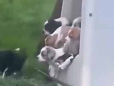 子犬たちがドームハウスから出てきた。会いたかったよぉ～！ → アヒルはこうなります…