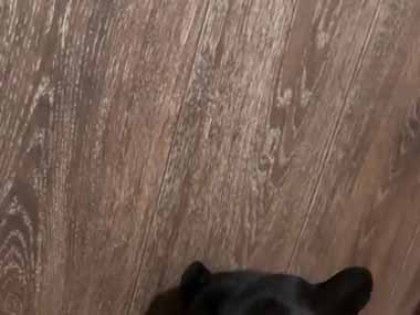 うちにはちょっと大きな黒猫がいる。肉球をナデナデしてみた → オンからオフに変わります…