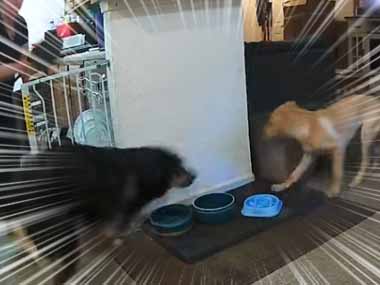 ２匹の犬がケンカを始めた。ダメよ！ お母さんが慌てて止めに向かった → 結果…
