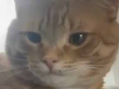 ネコの隣でお姉さんがメイクをしていた。ここの塗りが少し甘い！ → お化粧に厳しい毛玉はこうします…