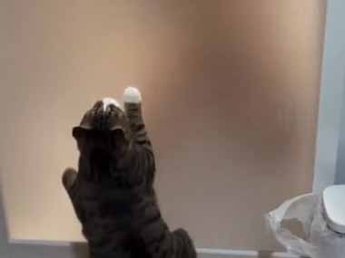 ネコ飼いがお風呂のドアを洗っていた。踊っているのかな？ → 猫はこうなります…