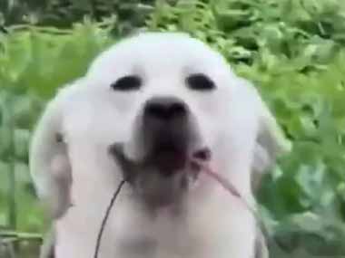 おばあさんが水の入ったバケツを運んでいた。重いモノはボクに任せて！ → やさしい犬はこうします…