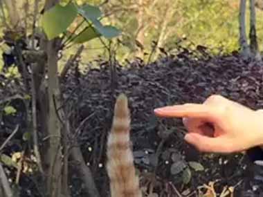 ネコの尻尾がピンと立っていた。中に針金が入ってる？ → 指で押したらこうなります…