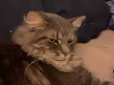 ネコが私の方を見ていた。レロレロレロ♪ → 猫、イジリーです…