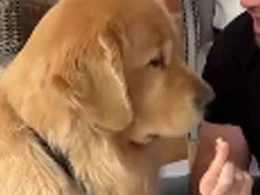 犬のオヤツが入っている袋を飼い主が倒してしまった。床に散らかるオヤツ → 犬はこうなった…