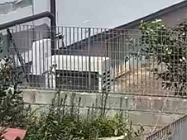 細いフェンスの上を何かがこっちにやってくる。進め進めぇ～！ → 毛玉の三連星はこちらです…