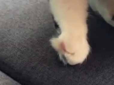 空のペットボトルが置いてあった。非ニュートン流体！ → 猫はこうなった…