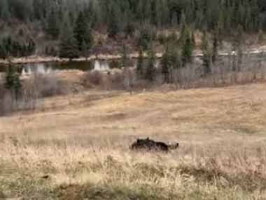 イヌたちが丘を登ってきた。わっせ！わっせ！ → ４匹の犬、チームワークです…