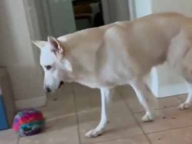 うちのイヌが私の隣にやってきた。いっしょに食べるんだワン♪ → 犬はこうします…