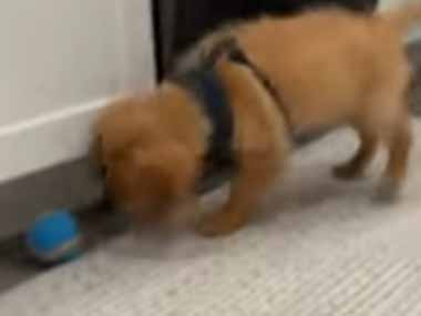 【子イヌ】 床にボールが転がっていた。子犬が鼻を近づける → ファッ！？…