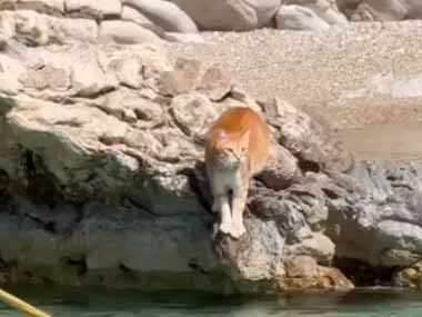 ネコが海辺にいた。飼い主は船に乗って、すでに岸から離れていた → すると猫はこうします…