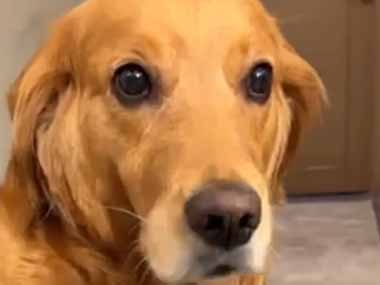 【イヌ】 帰宅するとスイカが全部かじられていた。な、なんの事ですか？ → 犯人はすぐに分かりました…