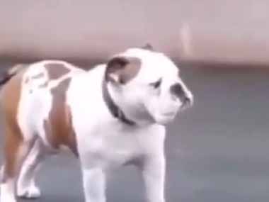 イヌに子ヤギが頭突きをした。大丈夫、ほらね 怖くない → 慈悲深い犬はこちらです…