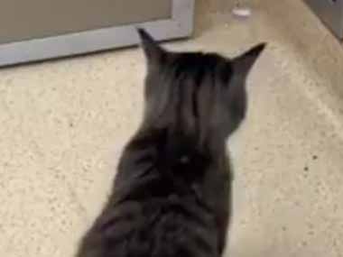 ネコが閉じているドアの前にやってきた。前足でタッチ♪ → 賢い猫はこうします…