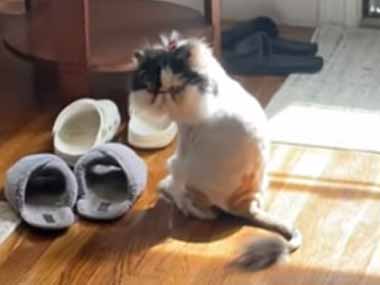 うちのネコの毛を刈ってみた。貴様は誰だぁ！？ → 同居猫はこうなった…