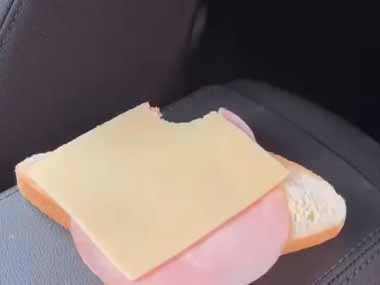 【イヌ】 置いていたサンドイッチの角が食べられていた。あなたが食べたの？ → 犬に聞いてみたら…