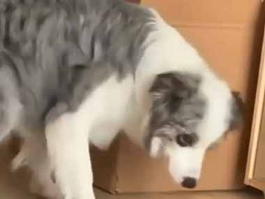 【ネコ】 犬が箱の前でくつろいだ。お前を見ているぞ！ → 監視中の猫はこちらです…