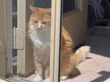 うちのネコが窓際にいた。庭から呼んでみる → 猫、ちょっと勘違いです…