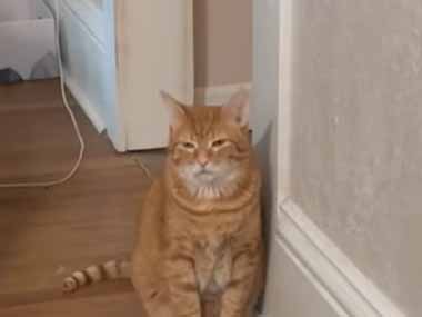 うちのネコが壁際にちょこんと座っていた。目の前には床の通気口がある → 暖房をつけたらこうなります…