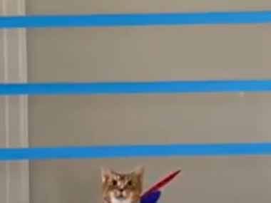 ネコの背中には翼があった。廊下にはテープが張られている → 猫、この跳躍力です…