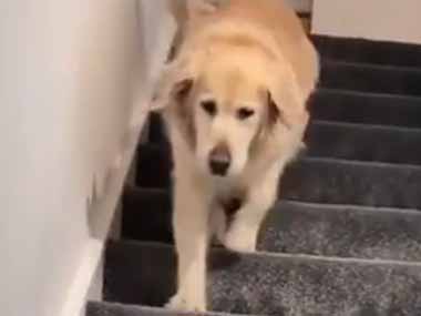 うちのイヌはちょっと変わっている。２階から階段を下りてくる → いつもこんな音が鳴ります…