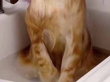 ネコの体を洗ってみる。嫌がって暴れちゃうかな？ → うちの猫はこんな顔になりますた…