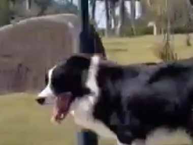 犬は天気がいい日はどうやって散歩するの？ ヒャッハ～♪ → こちらの犬はこうします…