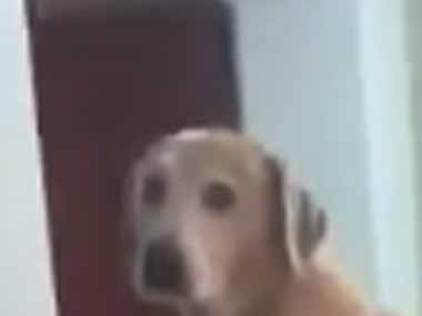 ネコたちと暮らす犬がいた。ボクは猫です♪ → キャットタワーでずっとこんな様子です…